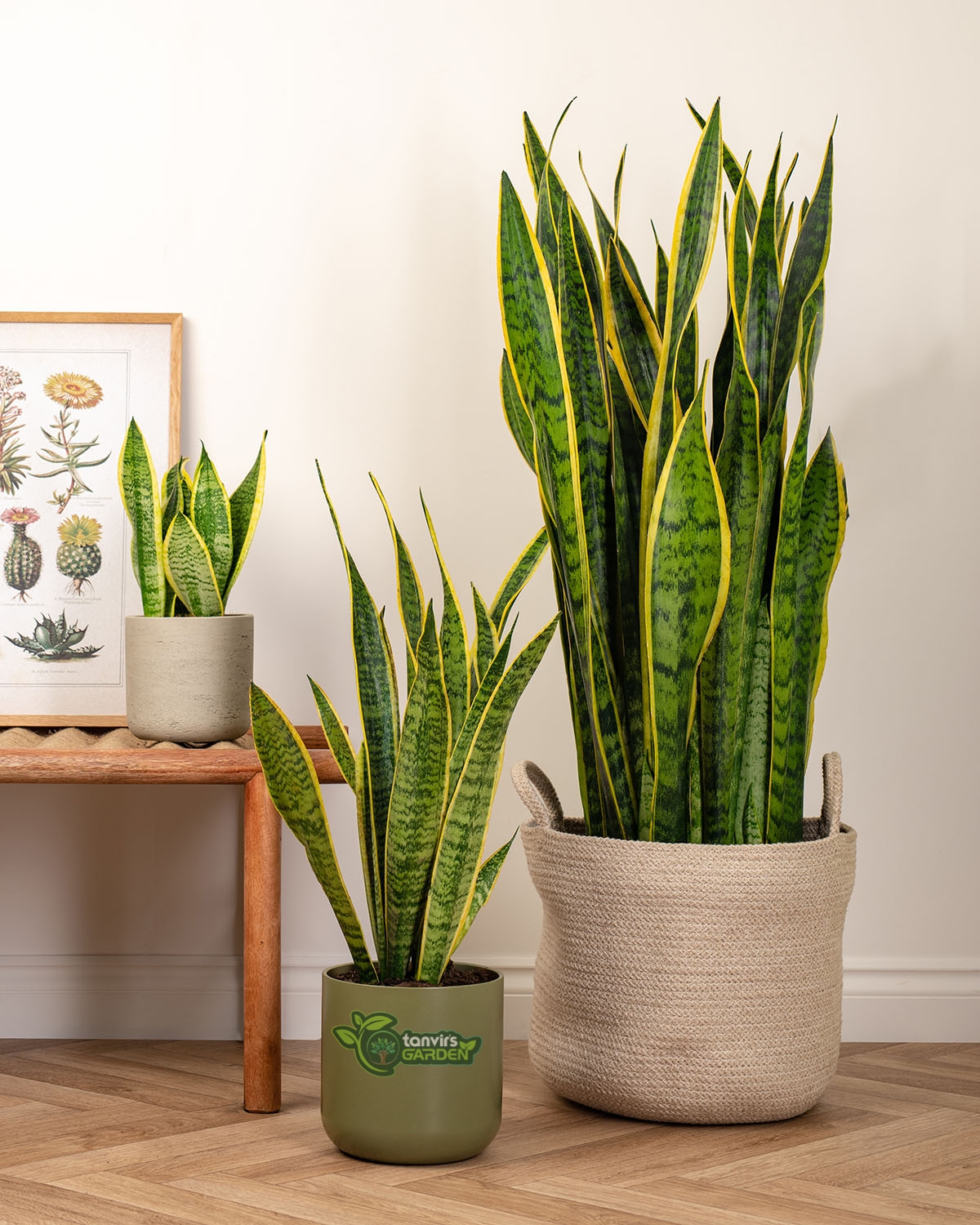 Laurentii Snake Plant লরেন্টি স্নেক প্ল্যান্ট Sansevieria