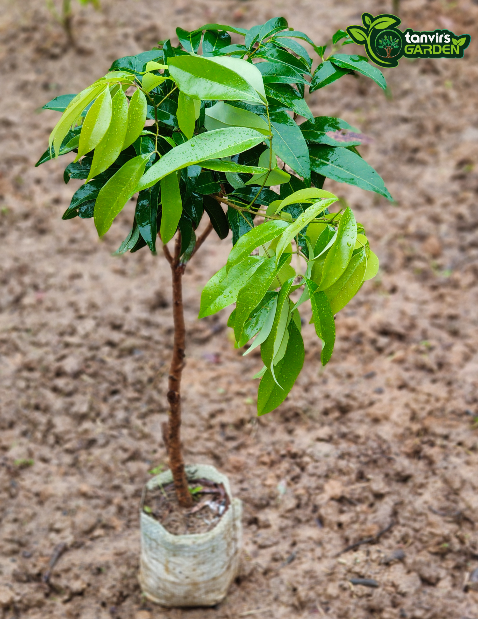 চায়না-৩ লিচু (China-3)lichi - Image 3