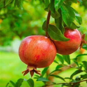 গনেশ আনার / ডালিম (Ganesh Pomegranate)