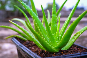 অ্যালোভেরা / ঘৃতকুমারী (Aloe Vera)