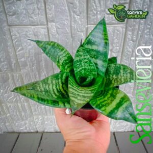 স্যানসেভিয়েরিয়া (Sansevieria)