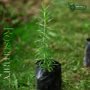 রোজমেরি (Rosemary)