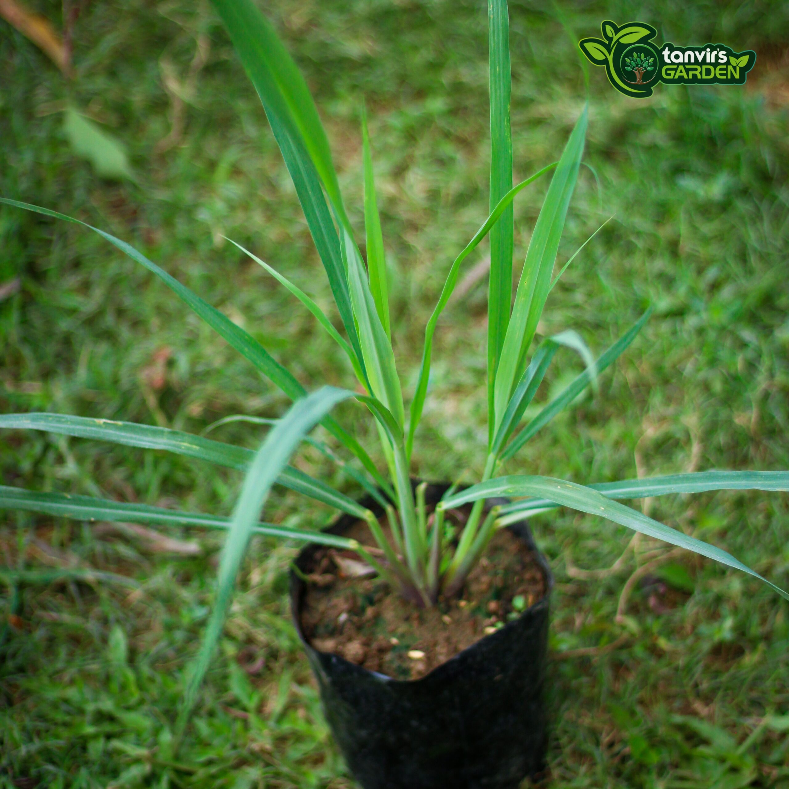 লেমন গ্রাস (Lemongrass)
