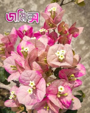 জমিক্স বাগানবিলাস | Zomix bougainvillea