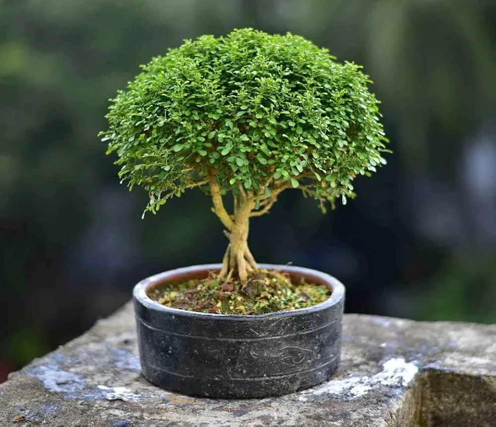 বল কামিনী (Ball Kamini) | টেবিল কামিনী (Table Kamini) | Murraya Paniculata | Orange Jesmine - Image 3