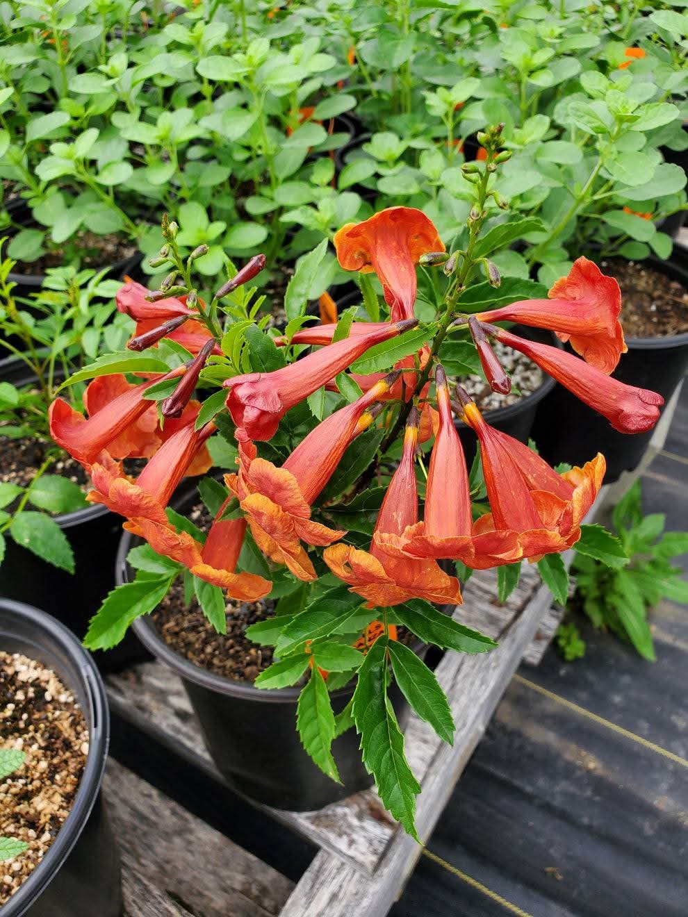 ট্রাম্পেট ভাইন (Trumpet Vine) - Image 2