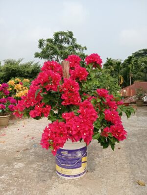 বারবারা ক্রাষ্ট বাগানবিলাস | Barbara Krast Bougainvillea | লাল বাগানবিলাস