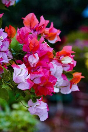 মহারাণী বাগানবিলাস (Mahara / Maharani Bougainvillea)