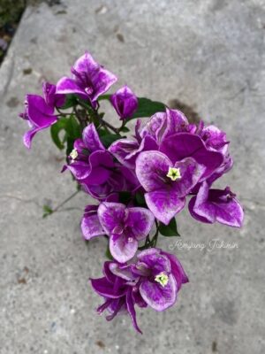 বাটারকাপ বাগান বিলাস |(Buttercup Bougainvillea)