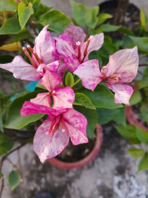 অর্জুনা বাগানবিলাস (Arjuna Bougainvillea)
