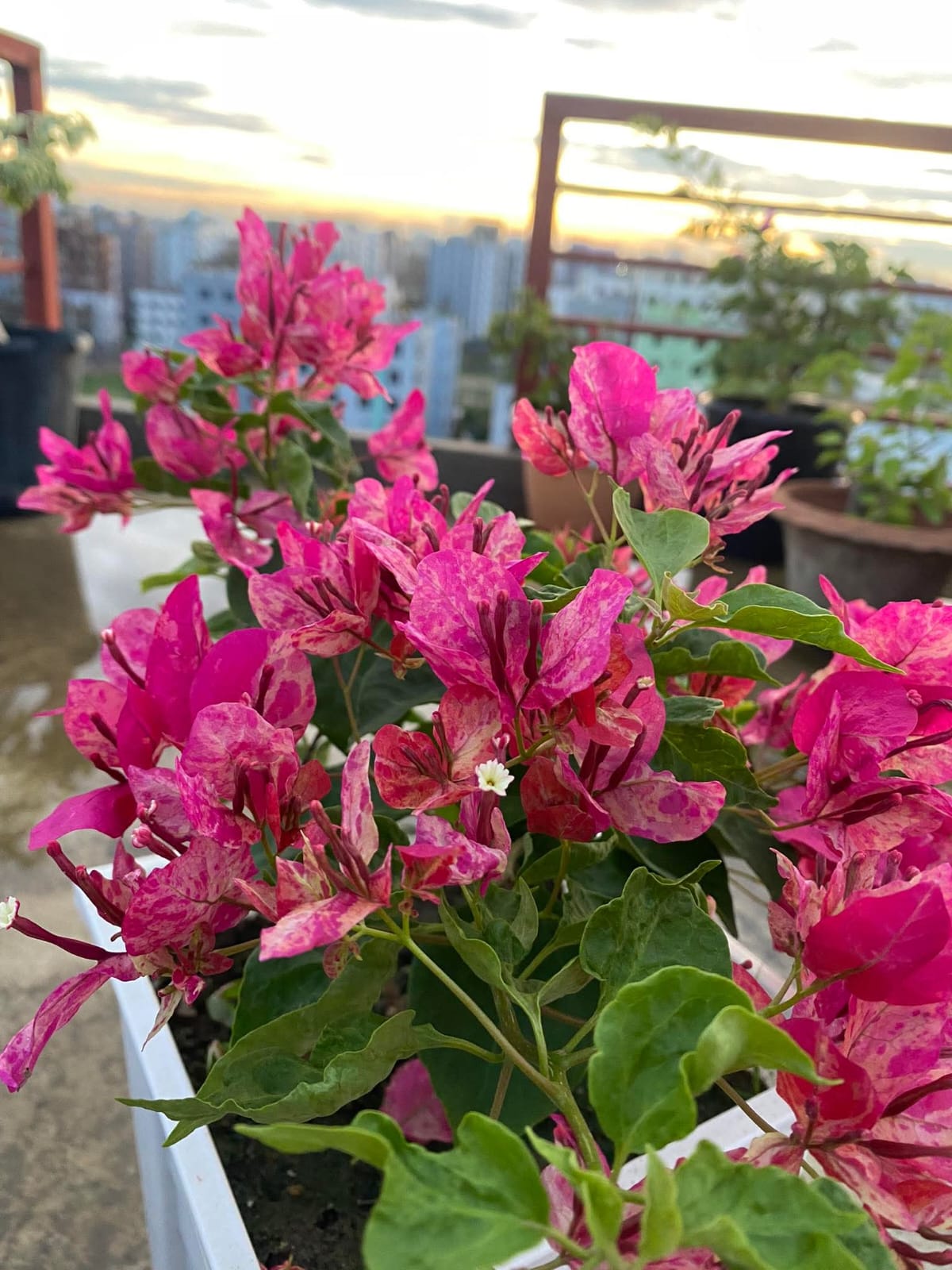 অর্জুনা বাগানবিলাস (Arjuna Bougainvillea) - Image 2
