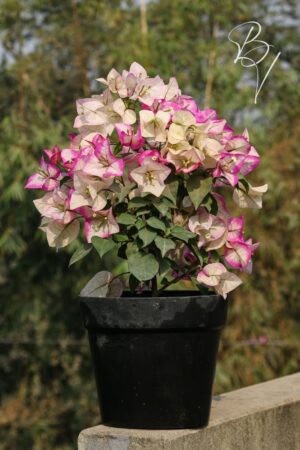 পার্পেল মিক্স বাগান বিলাস (Purple Mix Bougainvillea)