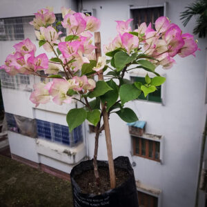 থাই ডিলাইট (Thai Delight) বাগানবিলাস (Bougainvillea)