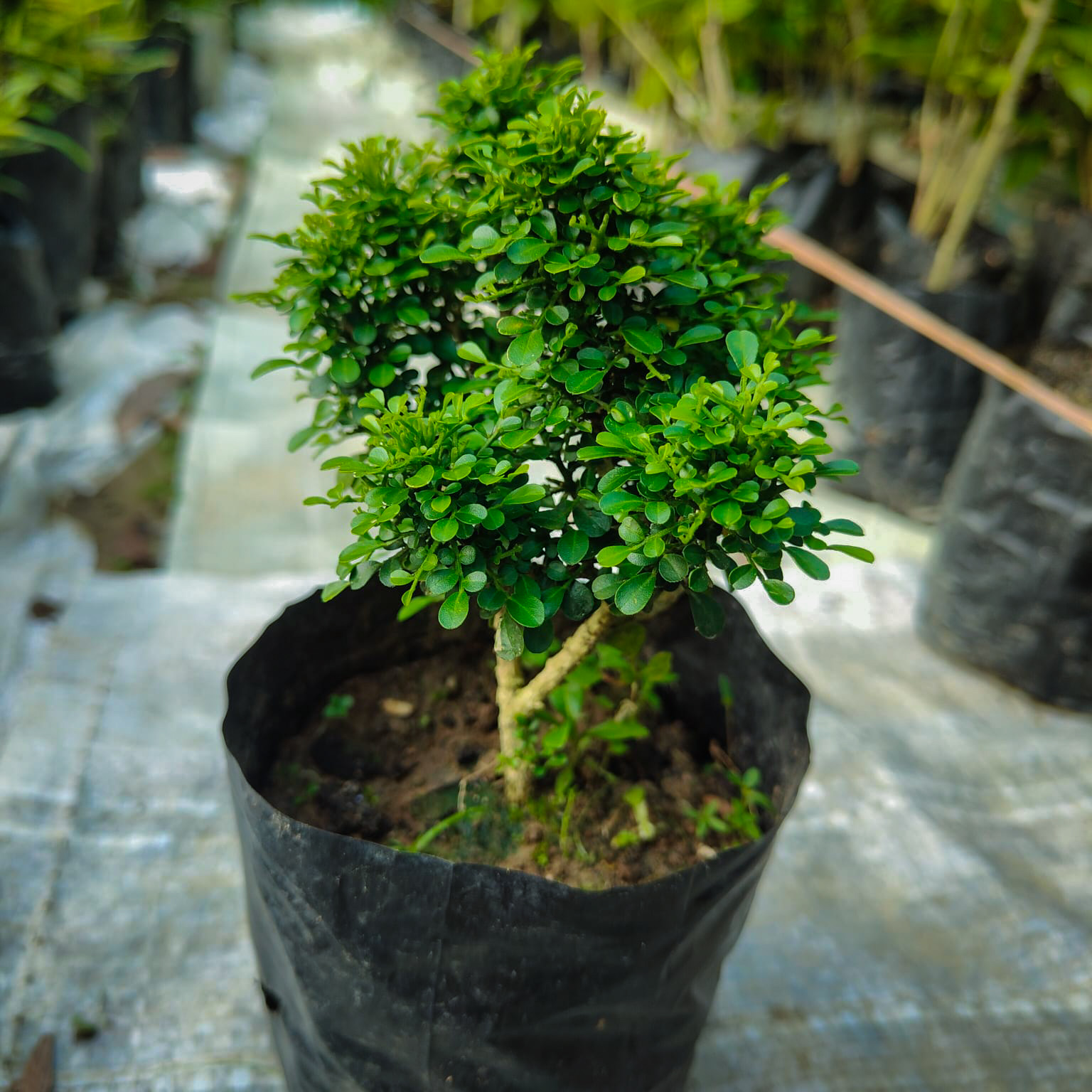 বল কামিনী (Ball Kamini) | টেবিল কামিনী (Table Kamini) | Murraya Paniculata | Orange Jesmine - Image 2