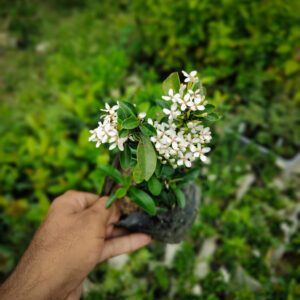 রঙন ড্রফ (সাদা) | Ixora Dwarf White