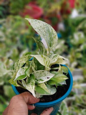 মার্বেল কুইন পথোস (Marble Queen Pothos)
