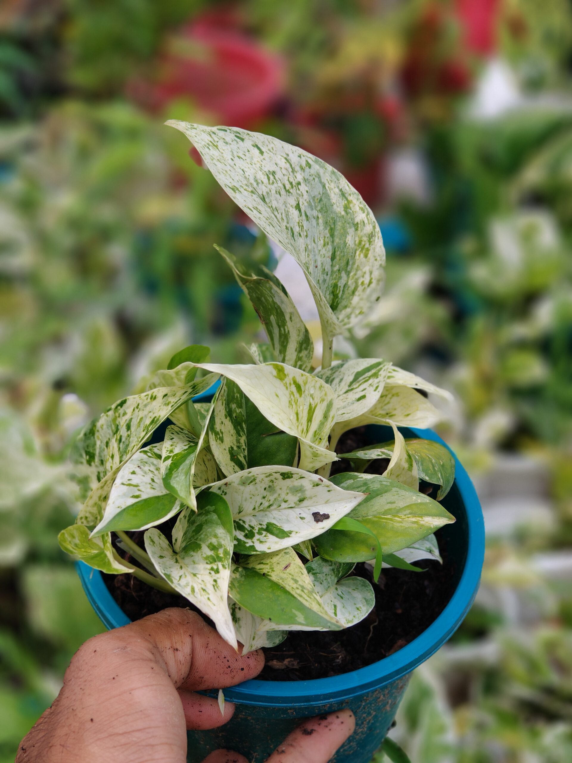 মার্বেল কুইন পথোস (Marble Queen Pothos)