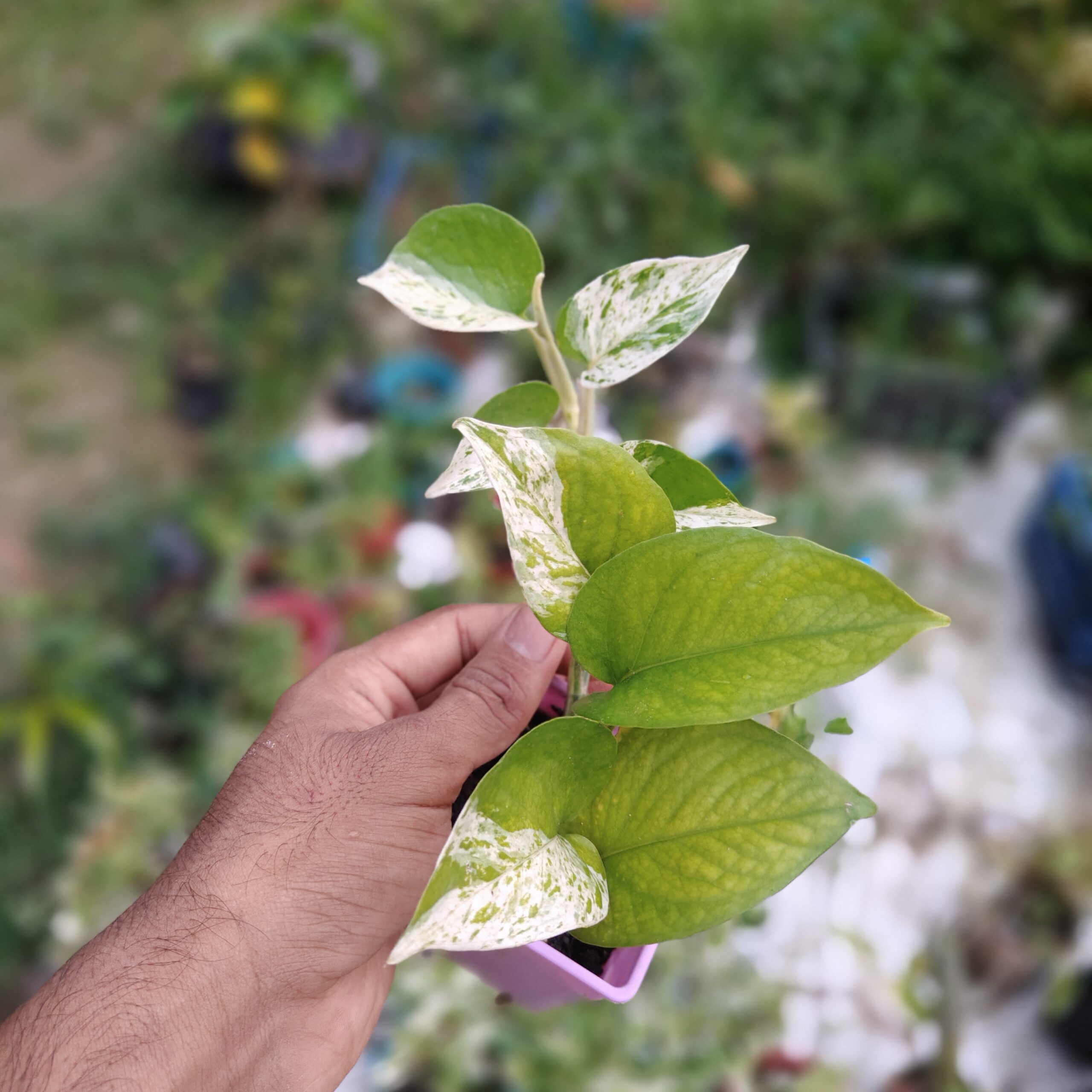 মার্বেল কুইন পথোস (Marble Queen Pothos) - Image 2
