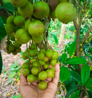 থাই লটকন | Burmese grape