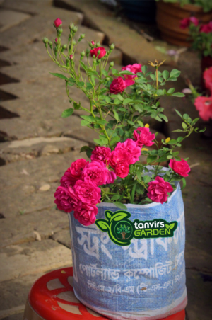 ফ্লেমবয়েন্ট হাজারী গোলাপ (Flamboyant Hazaari Rose)