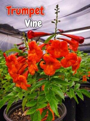 ট্রাম্পেট ভাইন (Trumpet Vine)