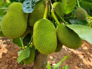 ভিয়েতনামের বারোমাসি কাঁঠাল (Vietnam Super Early Jackfruit)