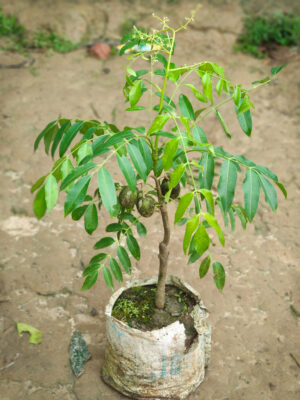 বারোমাসি মিষ্টি আমড়া
