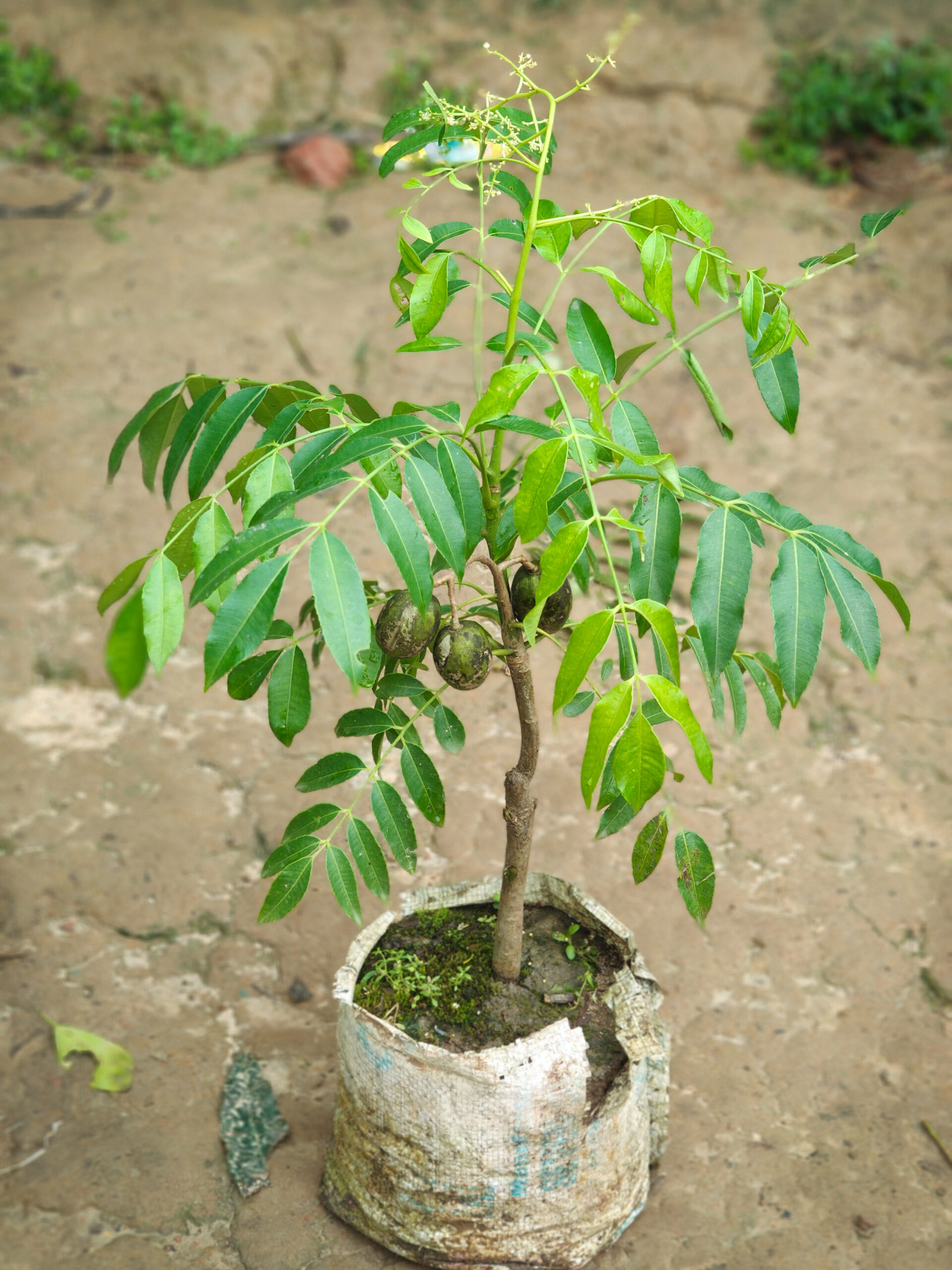 বারোমাসি মিষ্টি আমড়া