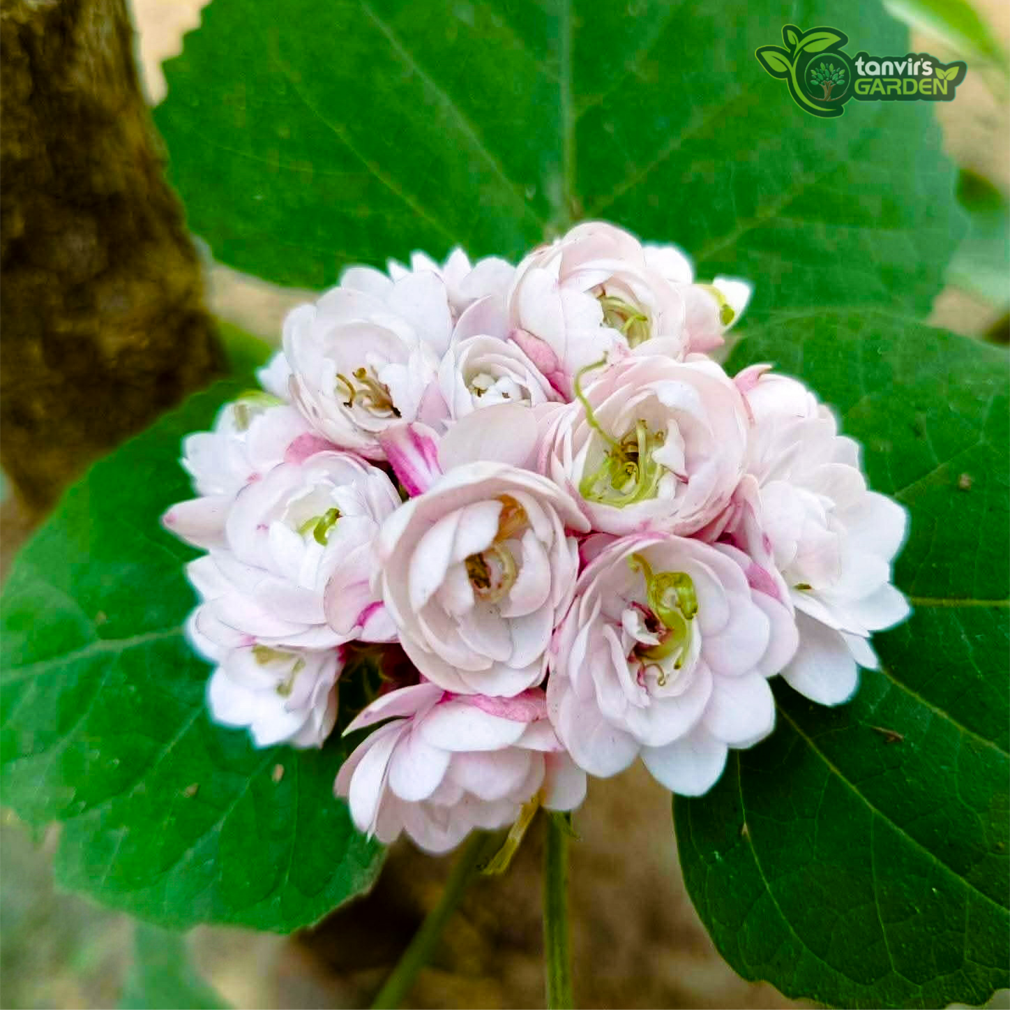 হাজারী বেলি | Chinese Glory Bower
