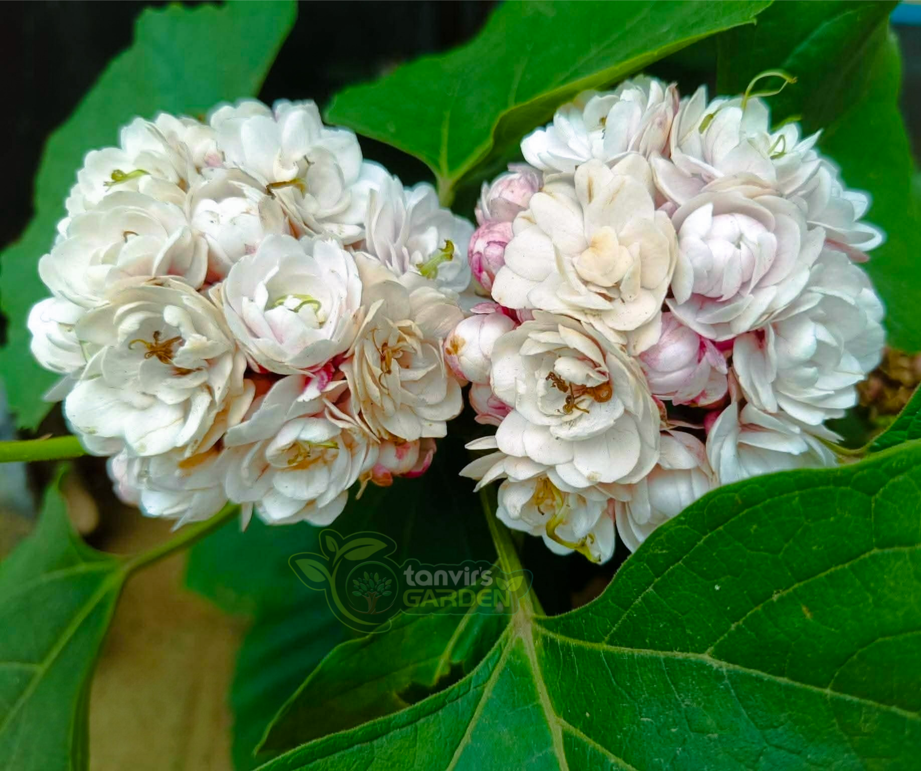 হাজারী বেলি | Chinese Glory Bower - Image 3