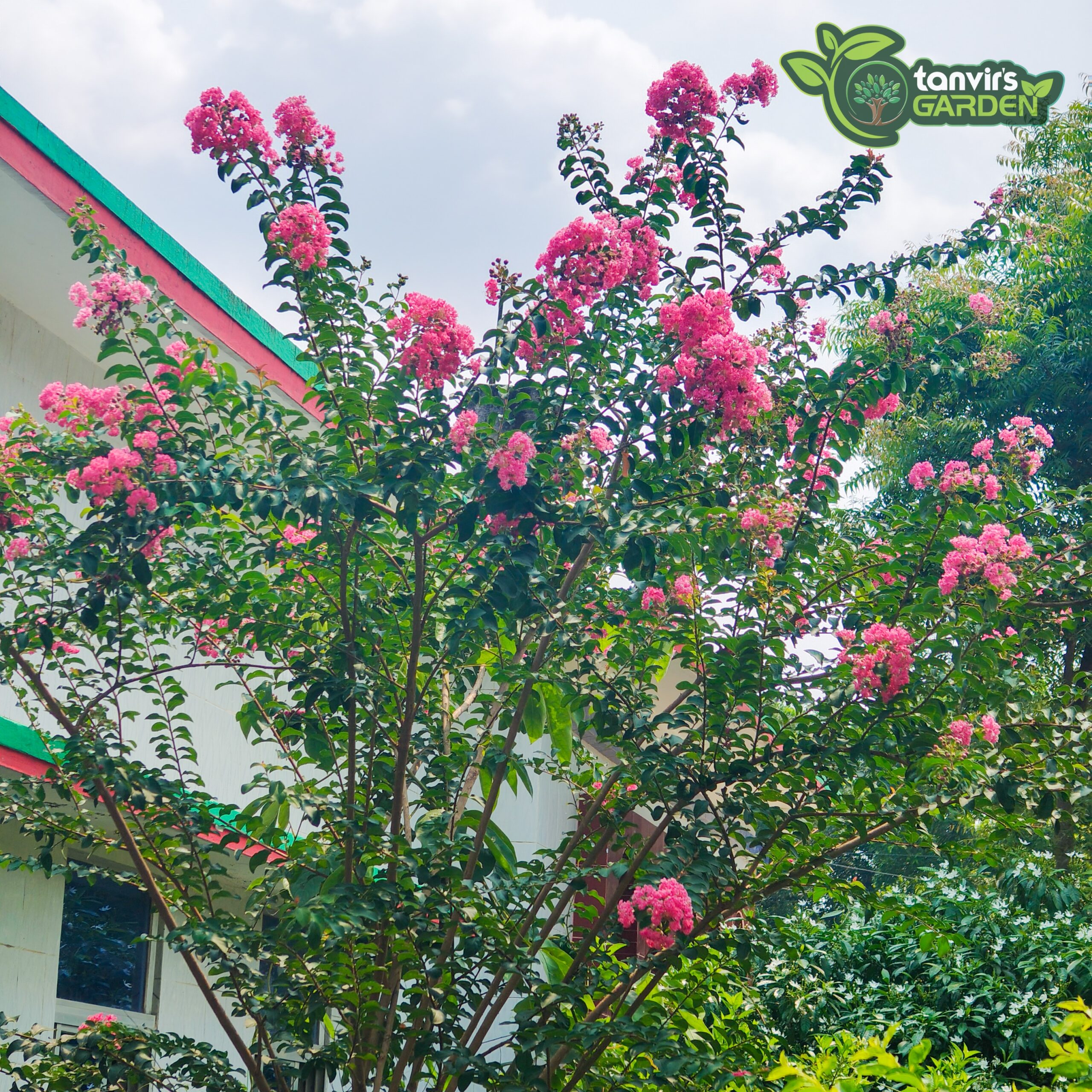গোলাপি ফুরুশ | Crepe Myrtle | ক্রেপ মার্টল