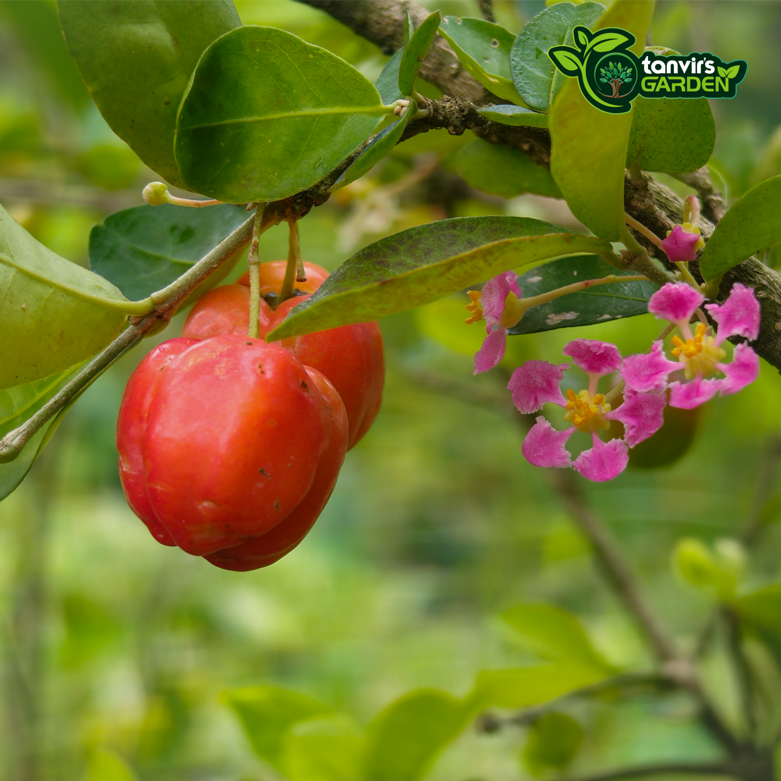 বার্বাডোস চেরি | Barbados Cherry