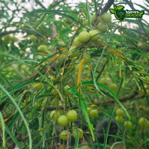 থাই আমলকী | Thai Amla