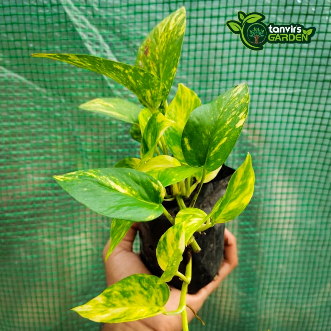 Golden Pothos | গোল্ডেন পোথস | Money Plant