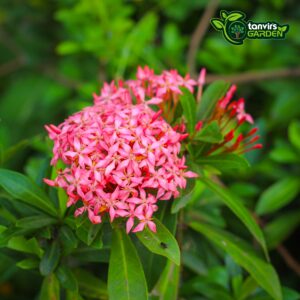 গোলাপী ডোয়ার্ফ রঙন (Pink Dwarf Ixora)