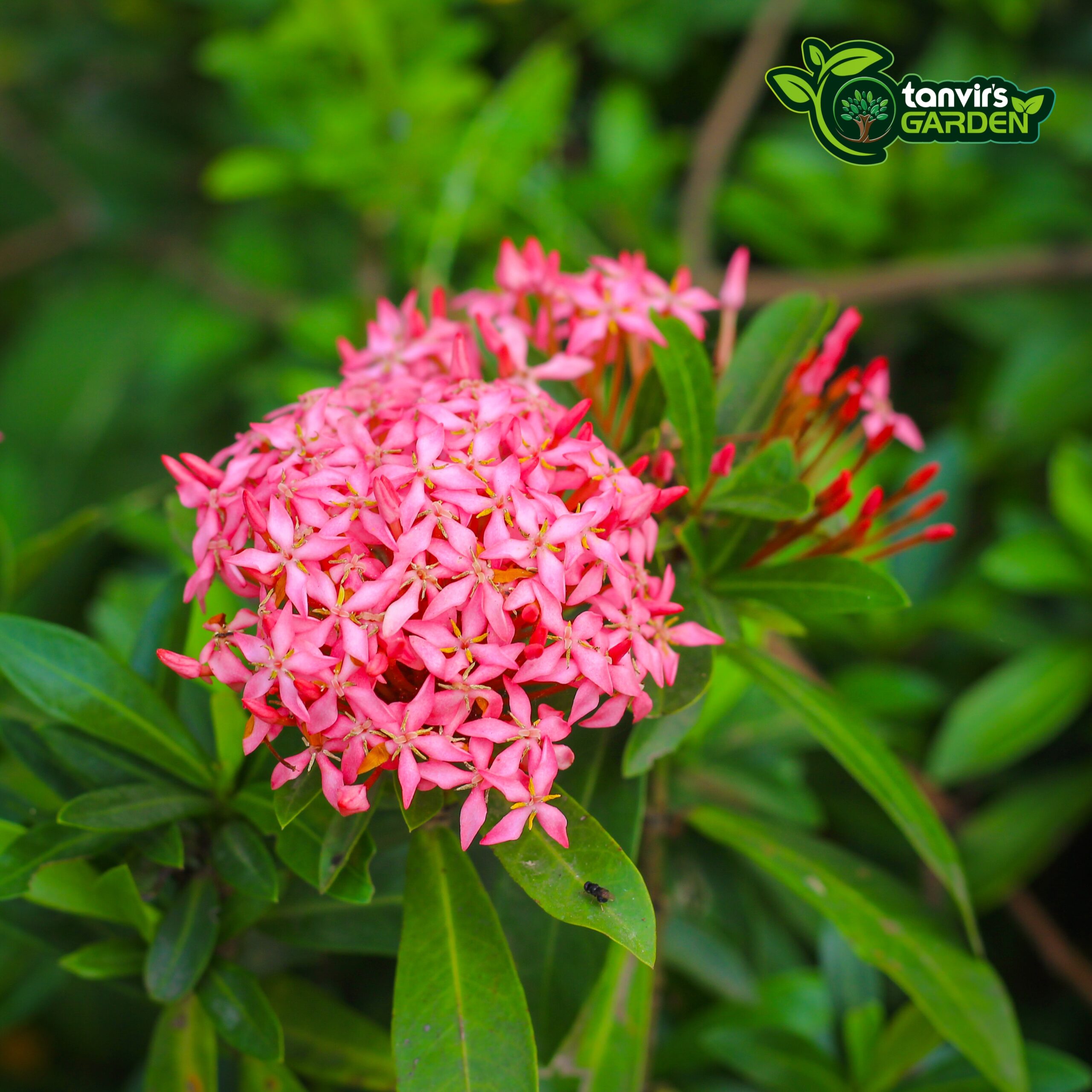 গোলাপী ডোয়ার্ফ রঙন (Pink Dwarf Ixora)