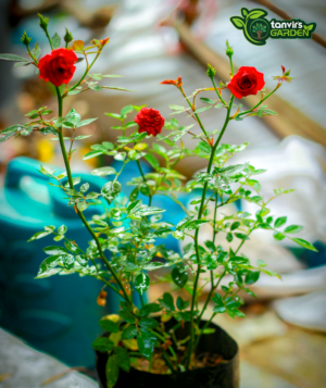 লাল হাজারী গোলাপ | Red mini rose
