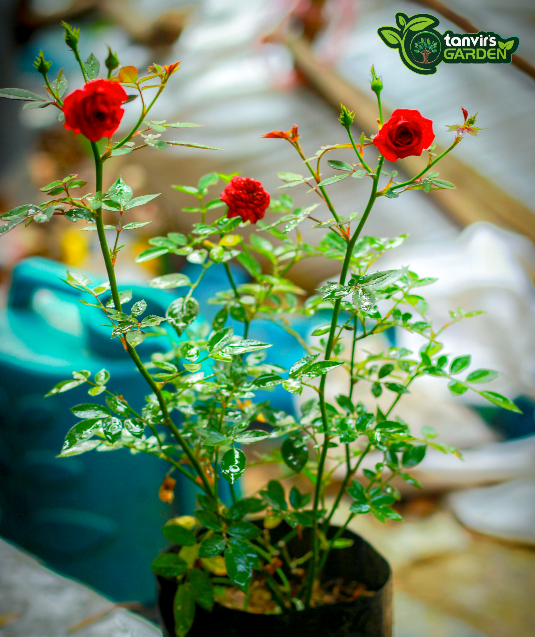 লাল হাজারী গোলাপ | Red mini rose