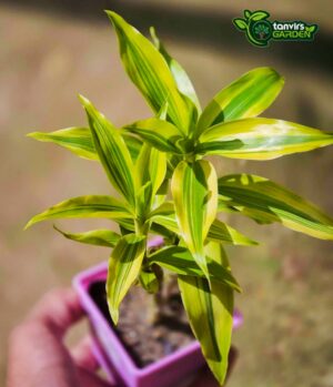 ভেরিগেট লাকি বাম্বু | Variegated Lucky Bamboo