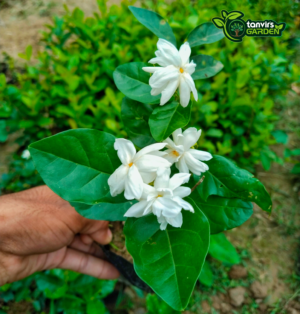 মতিয়া বেলি | মতি বেলি
