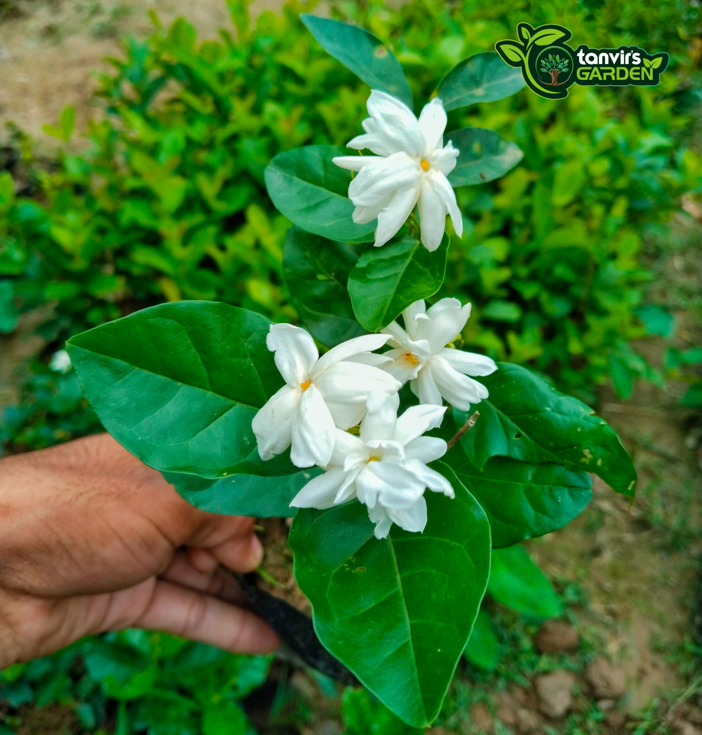 মতিয়া বেলি | মতি বেলি