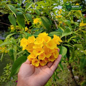 চন্দ্রপ্রভা | সোনাপাতি
