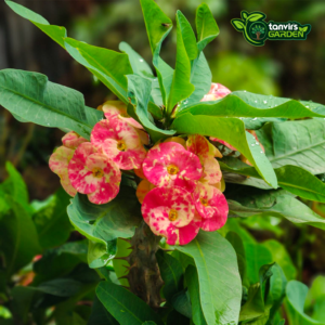 সূচনা কাটামুকুট | Suchona Katamukut | Crown of Thorns