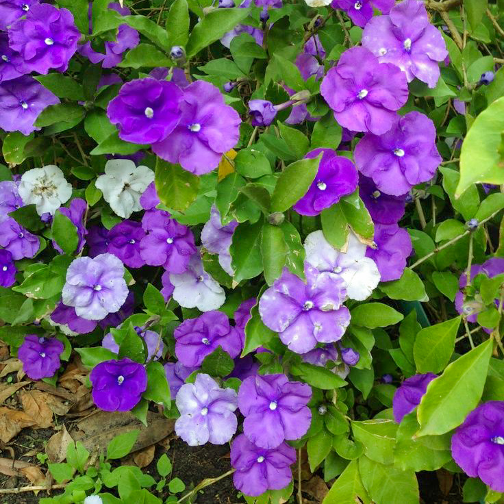 বিচিত্রা | Yesterday-Today-and-Tomorrow (Flower)