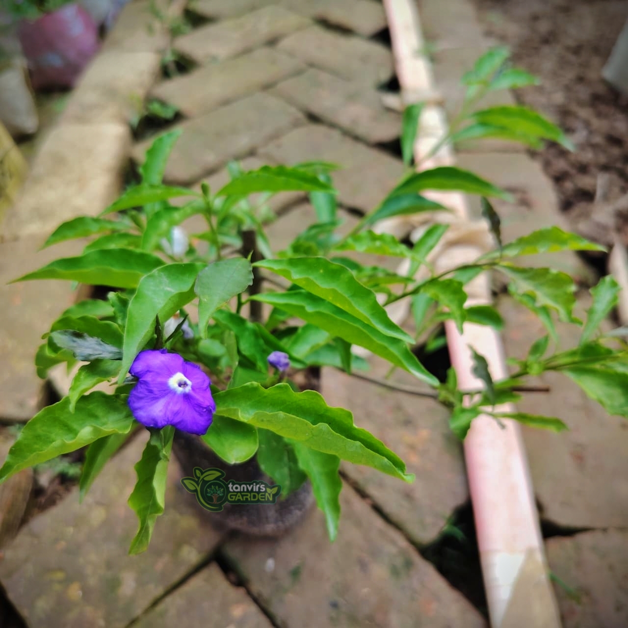 বিচিত্রা | Yesterday-Today-and-Tomorrow (Flower) - Image 2