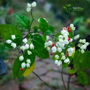 ব্লিডিং হার্ট | Bleeding Heart
