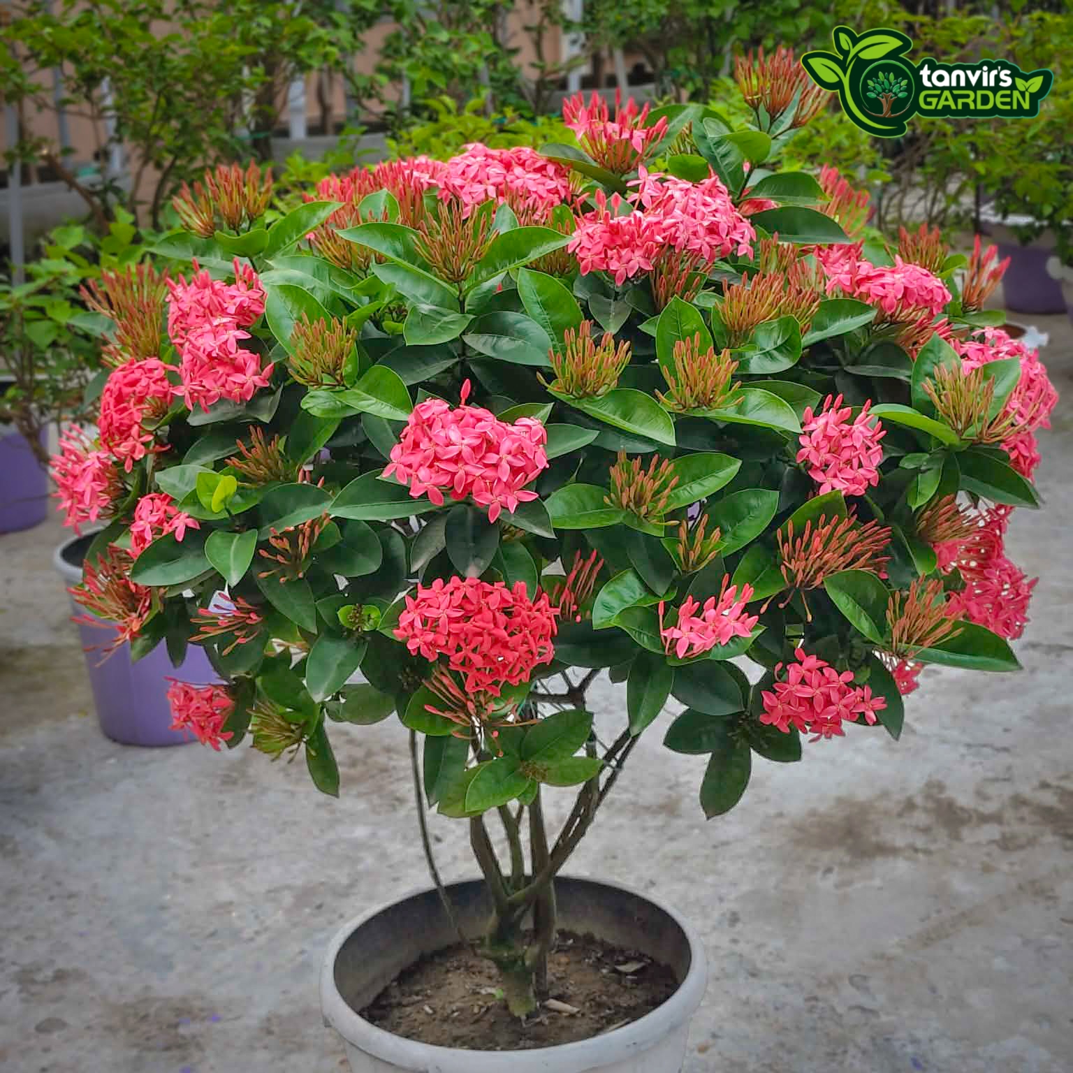 রঙন (মিষ্টি কালার)