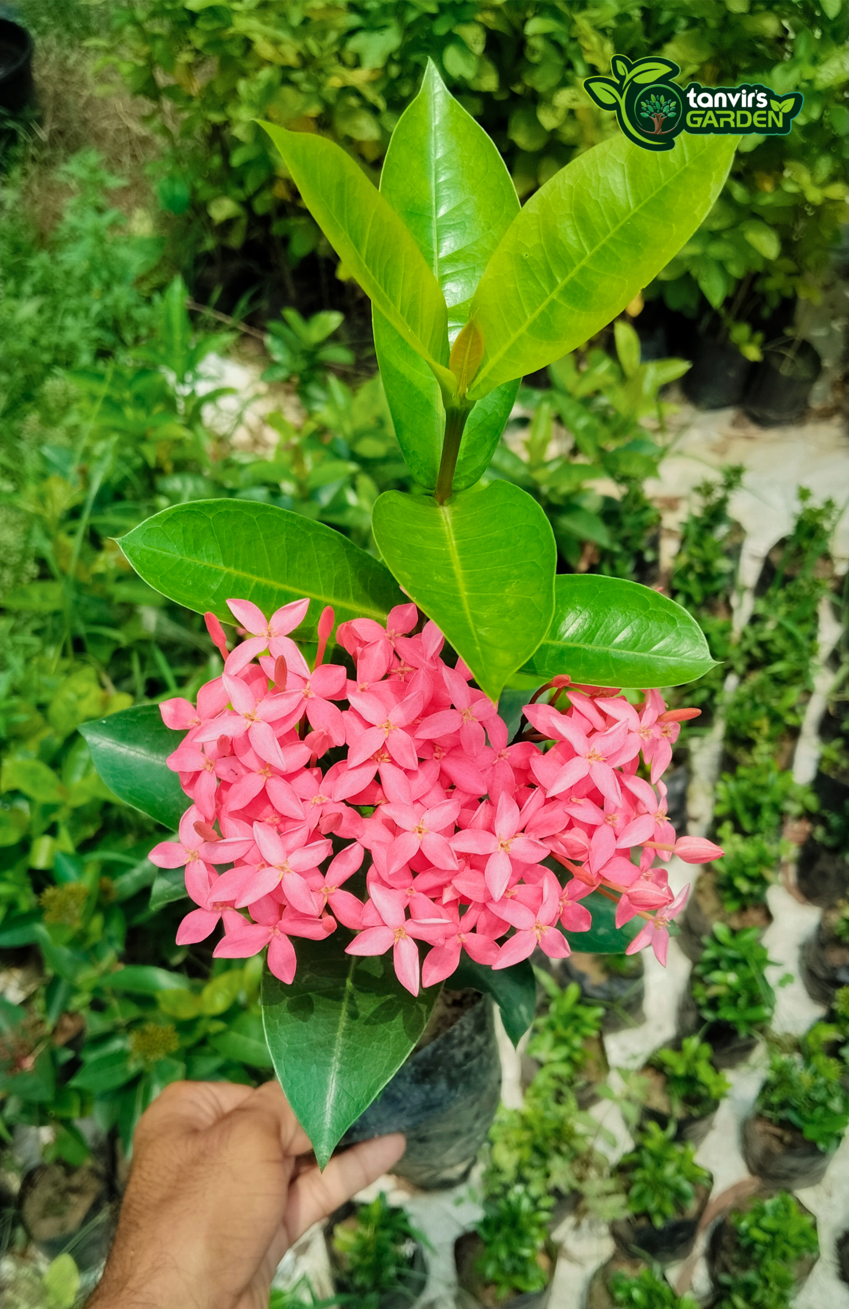 রঙন (মিষ্টি কালার) - Image 2
